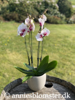 Orkidéer og planter